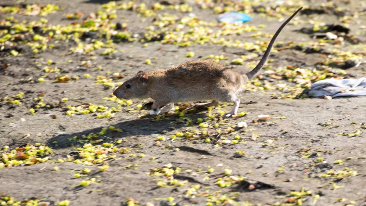 ratten storen anwohner in der bremer vahr weser kurier
