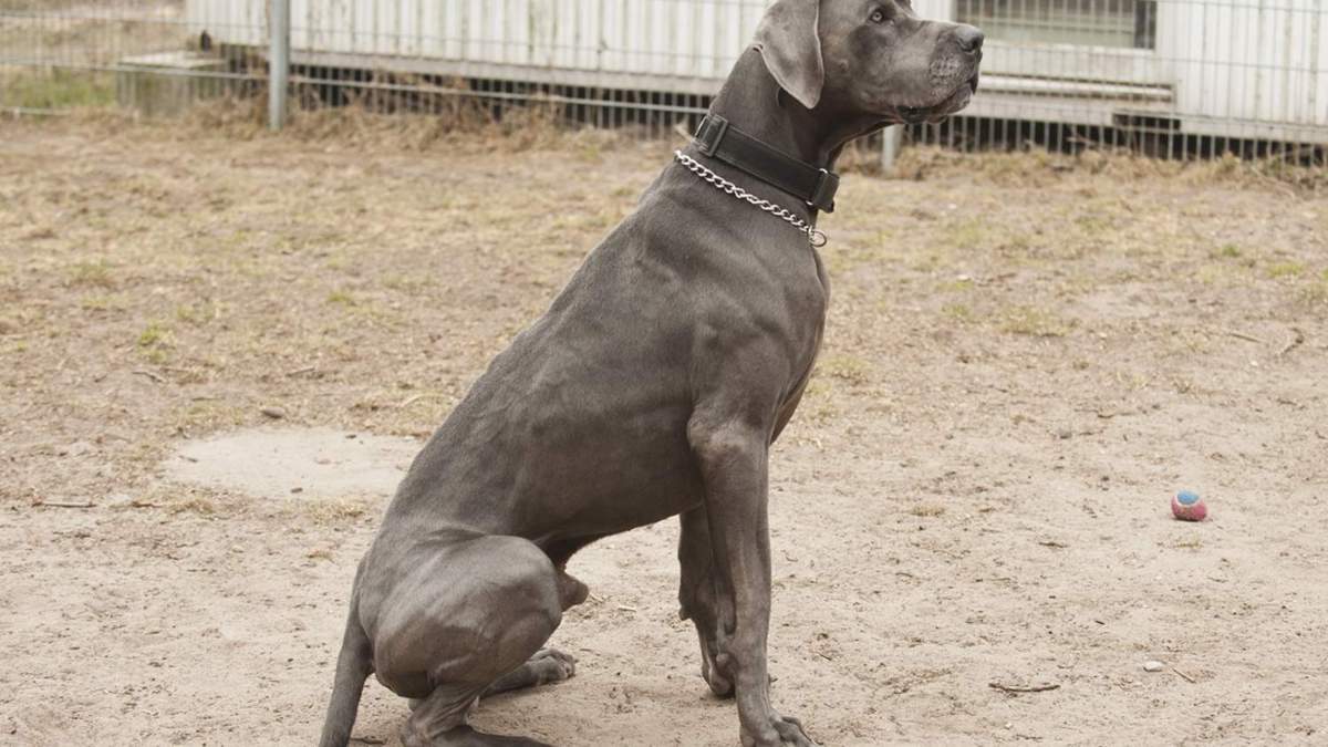 Zuhause gesucht: Deutsche Dogge Tom ist stark und neugierig