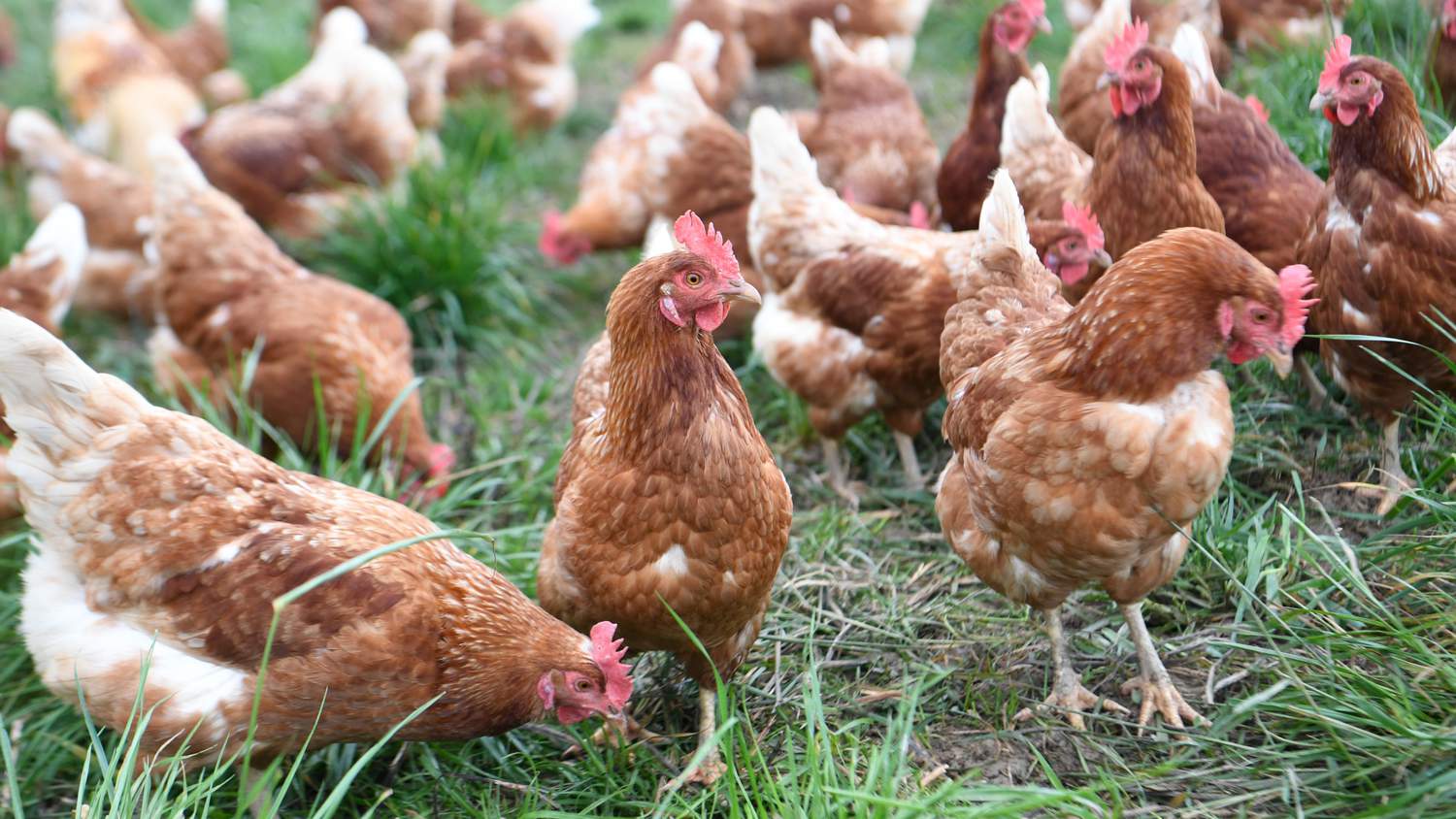 14 faszinierende Fakten über Hühner