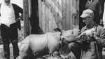 Der indische Großwildjäger George Munro betreibt ab 1966 den Bremer Tierpark auf dem Gelände am Achterdieksee in Oberneuland.