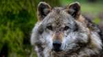 Mutmaßlicher Wolf läuft durch Beverstedt